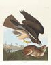 Buse variable - John James Audubon — Ansicht des Kunstwerks