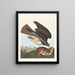 Buse variable - John James Audubon — gerahmtes Bild an der Wand