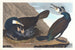 Großes Kormoran-Gemälde - John James Audubon — Ansicht des Kunstwerks