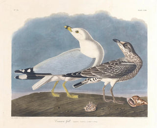 Goéland cendré - John James Audubon — Ansicht des Kunstwerks