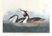 Grèbe huppé - John James Audubon — Ansicht des Kunstwerks
