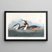 Grèbe huppé - John James Audubon — gerahmtes Bild an der Wand