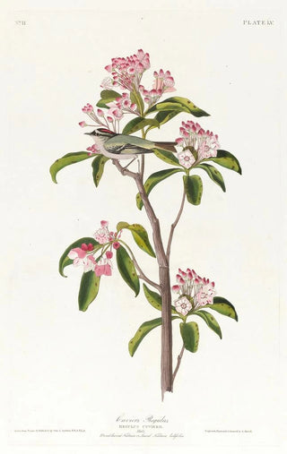 John James Audubon - Cuviers regulus.webp