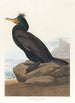 Kormoran mit Flügeln - John James Audubon — Ansicht des Kunstwerks