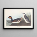 Grèbe à cou noir - John James Audubon — gerahmtes Bild an der Wand