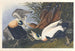 Eider à duvet - John James Audubon — Ansicht des Kunstwerks