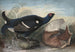 Coqs noirs anglais - John James Audubon — Ansicht des Kunstwerks