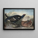 Coqs noirs anglais - John James Audubon — gerahmtes Bild an der Wand