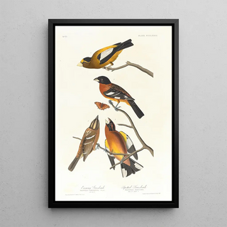 John James Audubon - Evening grosbeak Spotted grosbeak.webp