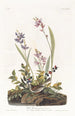 Bruant des champs - John James Audubon — Ansicht des Kunstwerks