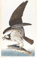 Balbuzard pêcheur - John James Audubon — Ansicht des Kunstwerks