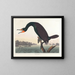 Cormoran de Floride - John James Audubon — gerahmtes Bild an der Wand