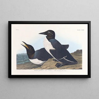 John James Audubon - Foolish guillemot.webp