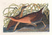 Râle d'eau douce - John James Audubon — Ansicht des Kunstwerks