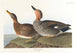 Canard Chipeau - John James Audubon — Ansicht des Kunstwerks