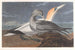 Fou de Bassan - John James Audubon — Ansicht des Kunstwerks