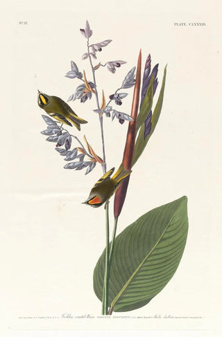 John James Audubon - Golden crestedwren.webp
