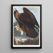 Königseagle - John James Audubon — gerahmtes Bild an der Wand