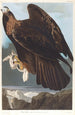 Königseagle - John James Audubon — Ansicht des Kunstwerks