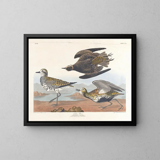 John James Audubon - Golden plover.webp