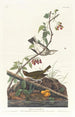 Paruline à couronne dorée - John James Audubon — Ansicht des Kunstwerks