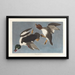 Garrot à œil d'or, Fuligula clangula - John James Audubon — gerahmtes Bild an der Wand