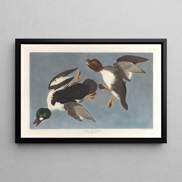 Garrot à œil d'or, Fuligula clangula - John James Audubon — gerahmtes Bild an der Wand