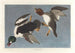 Garrot à œil d'or, Fuligula clangula - John James Audubon — Ansicht des Kunstwerks