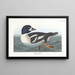 Ente Garrot - John James Audubon — gerahmtes Bild an der Wand