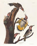 Pic à ailes dorées - John James Audubon — Ansicht des Kunstwerks