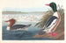 Harle Bièvre - John James Audubon — Ansicht des Kunstwerks
