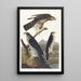 Autour des Palombes - John James Audubon — gerahmtes Bild an der Wand