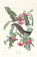 Tyran gris - John James Audubon — Ansicht des Kunstwerks