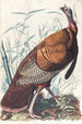 Großes amerikanisches Hahn-Gemälde - John James Audubon — Ansicht des Kunstwerks