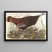 Großes amerikanisches Hühnchen, jung - John James Audubon — gerahmtes Bild an der Wand