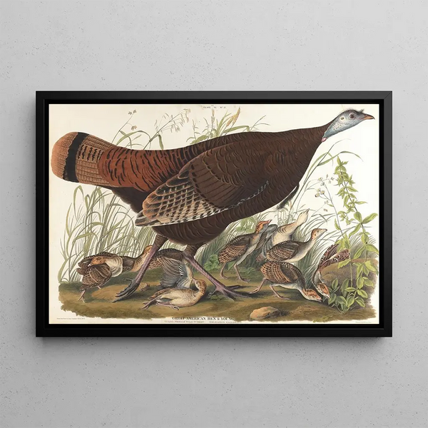 Großes amerikanisches Hühnchen, jung - John James Audubon — gerahmtes Bild an der Wand