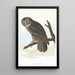 Großschnabel-Uhu Gemälde - John James Audubon — gerahmtes Bild an der Wand