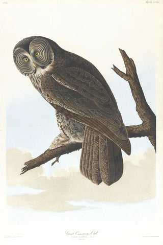 John James Audubon - Great cinereous owl.webp