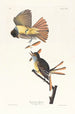 Tyran huppé - John James Audubon — Ansicht des Kunstwerks