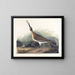 Großes Gemälde vom Eistaucher - John James Audubon — gerahmtes Bild an der Wand