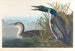 Taucher imbrin oder Höckerschwan - John James Audubon — Ansicht des Kunstwerks