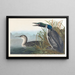 Taucher imbrin oder Höckerschwan - John James Audubon — gerahmtes Bild an der Wand