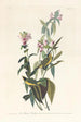 Tyran à tête noire - John James Audubon — Ansicht des Kunstwerks