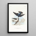 Schwalbe mit weißem Bauch - John James Audubon — gerahmtes Bild an der Wand