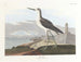 Barge à queue noire - John James Audubon — Ansicht des Kunstwerks