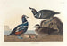 Enten im Harlekin-Muster - John James Audubon — Ansicht des Kunstwerks
