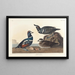 Enten im Harlekin-Muster - John James Audubon — gerahmtes Bild an der Wand