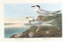Sterne de Havell - John James Audubon — Ansicht des Kunstwerks