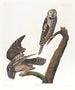 Uhu - John James Audubon — Ansicht des Kunstwerks