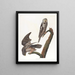 Uhu - John James Audubon — gerahmtes Bild an der Wand